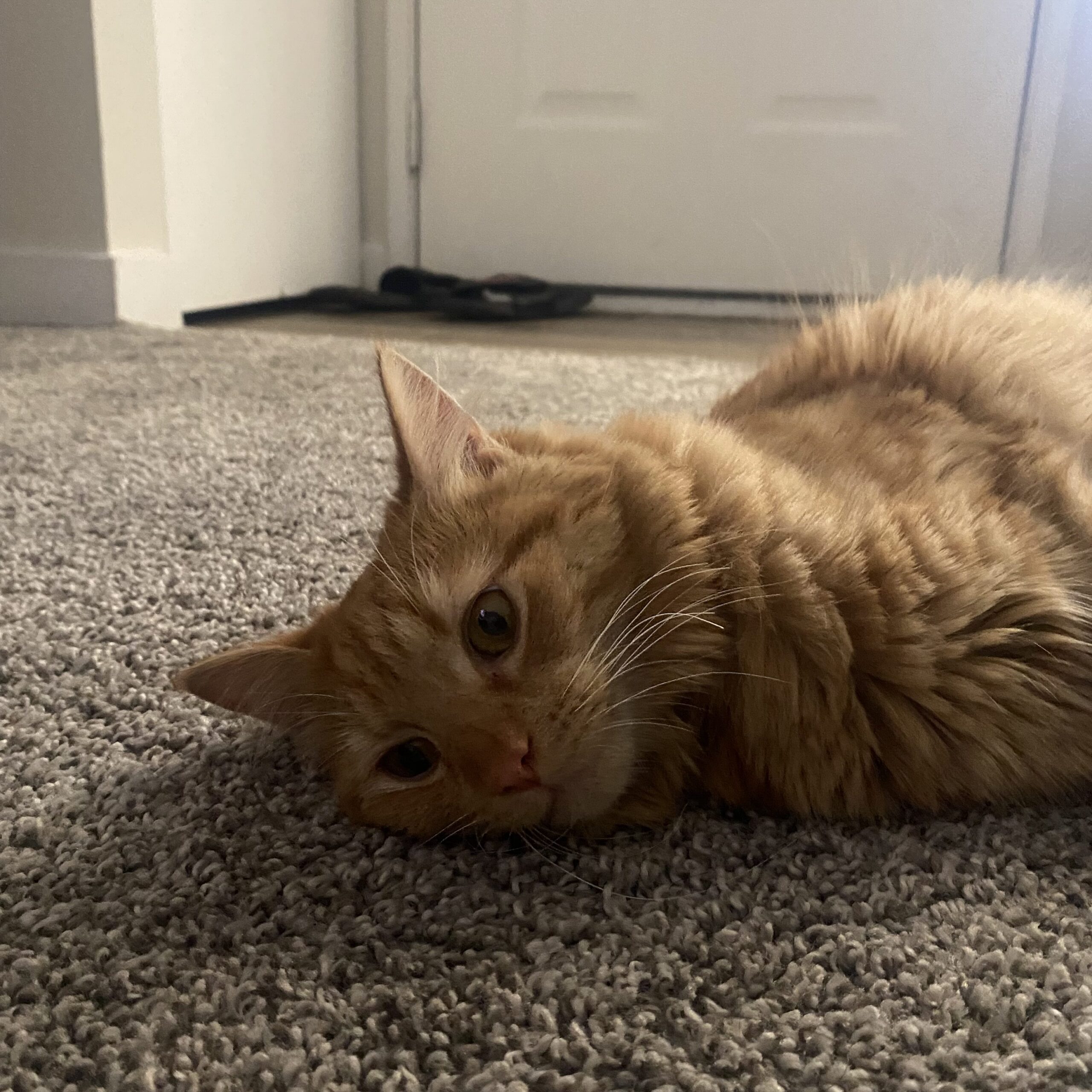 nala laying of carpet
